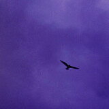 Ballot Option: "Kotozute" by Bialystocks